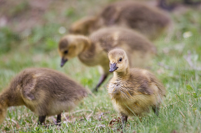 Canada Goose Photo @ Kiwifoto.com