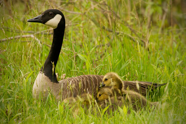 Canada Goose