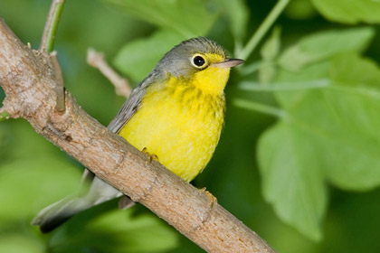 Canada Warbler (F)