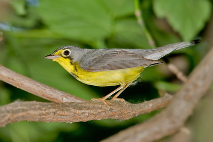 Canada Warbler (Male)