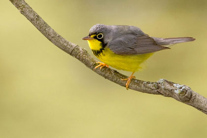 Canada Warbler Photo @ Kiwifoto.com