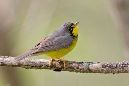 Canada Warbler Image @ Kiwifoto.com