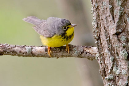 Canada Warbler Photo @ Kiwifoto.com