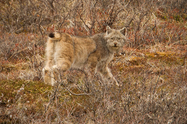 Canadian Lynx Image @ Kiwifoto.com