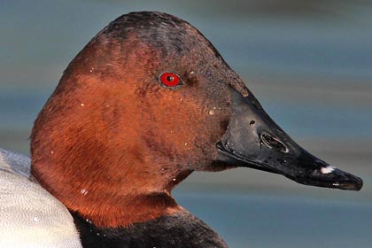 Canvasback Photo @ Kiwifoto.com