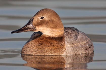 Canvasback Image @ Kiwifoto.com