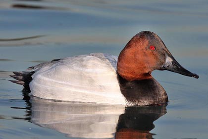 Canvasback Photo @ Kiwifoto.com