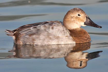 Canvasback Photo @ Kiwifoto.com