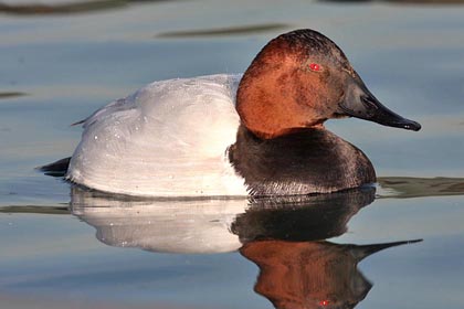 Canvasback Image @ Kiwifoto.com