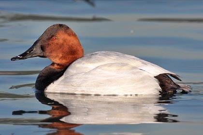 Canvasback Image @ Kiwifoto.com