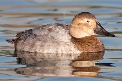 Canvasback Photo @ Kiwifoto.com