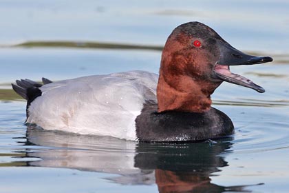 Canvasback Image @ Kiwifoto.com