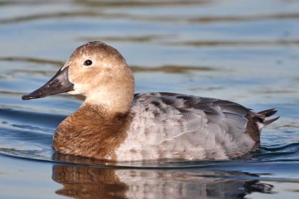 Canvasback (female)