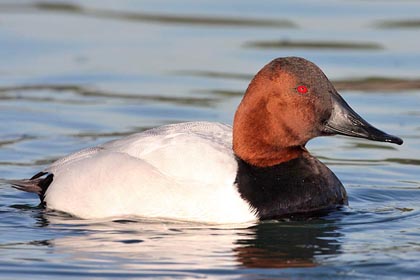 Canvasback Photo @ Kiwifoto.com