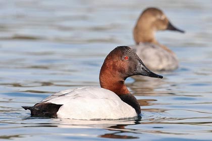 Canvasback Photo @ Kiwifoto.com