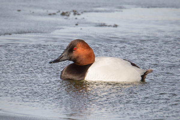 Canvasback Photo @ Kiwifoto.com