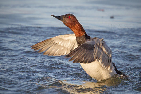 Canvasback Image @ Kiwifoto.com