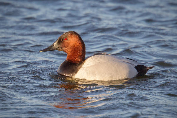 Canvasback