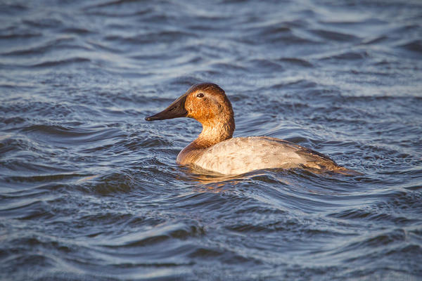 Canvasback (female)