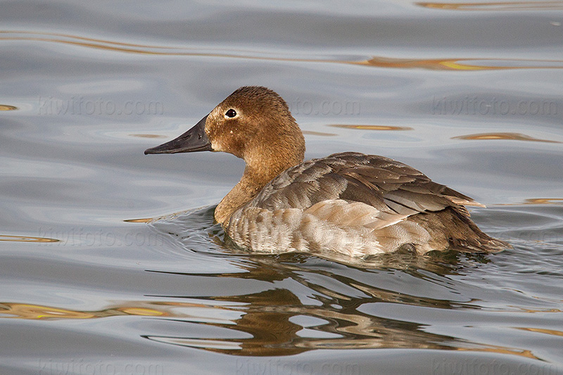 Canvasback Photo @ Kiwifoto.com