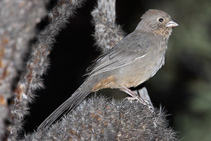 Canyon Towhee Image @ Kiwifoto.com