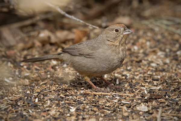 Canyon Towhee Photo @ Kiwifoto.com