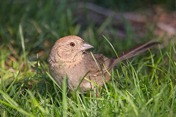 Canyon Towhee Photo @ Kiwifoto.com