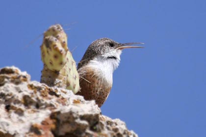Canyon Wren Photo @ Kiwifoto.com