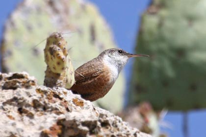 Canyon Wren Photo @ Kiwifoto.com