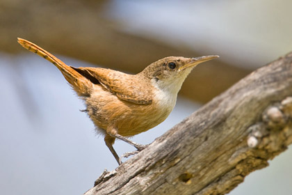 Canyon Wren