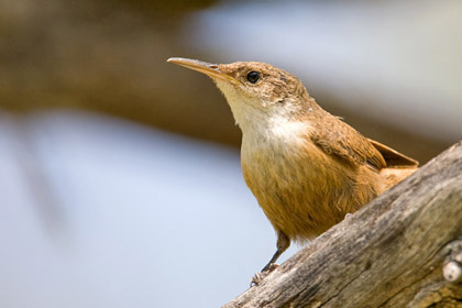 Canyon Wren Photo @ Kiwifoto.com