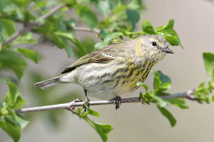 Cape May Warbler (Female)