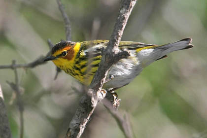 Cape May Warbler Image @ Kiwifoto.com