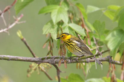 Cape May Warbler Photo @ Kiwifoto.com