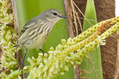 Cape May Warbler Picture @ Kiwifoto.com