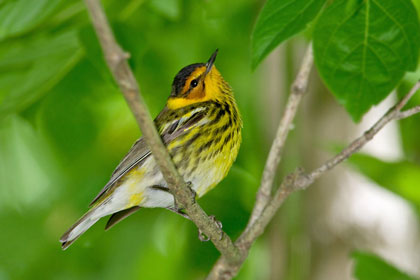 Cape May Warbler Image @ Kiwifoto.com