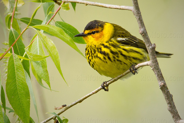 Cape May Warbler Image @ Kiwifoto.com