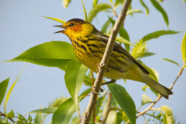 Cape May Warbler Picture @ Kiwifoto.com