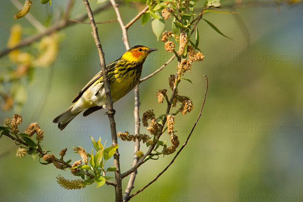 Cape May Warbler Image @ Kiwifoto.com