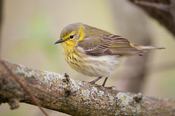 Cape May Warbler Image @ Kiwifoto.com