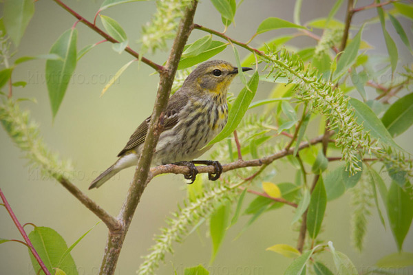 Cape May Warbler Image @ Kiwifoto.com