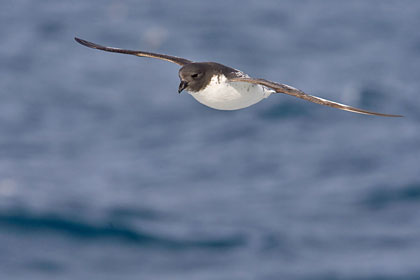 Cape Petrel Picture @ Kiwifoto.com