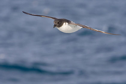 Cape Petrel Image @ Kiwifoto.com