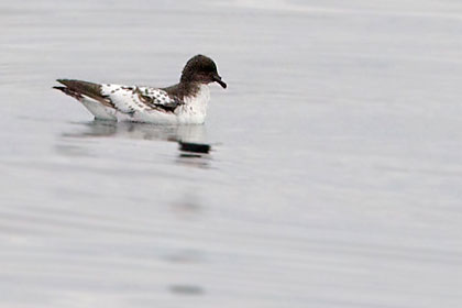 Cape Petrel Picture @ Kiwifoto.com