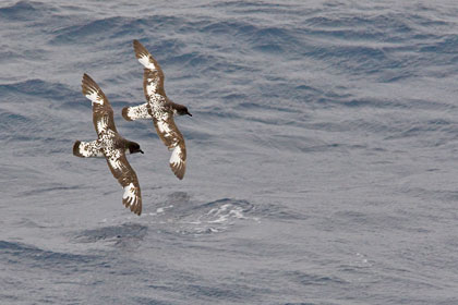 Cape Petrel Image @ Kiwifoto.com