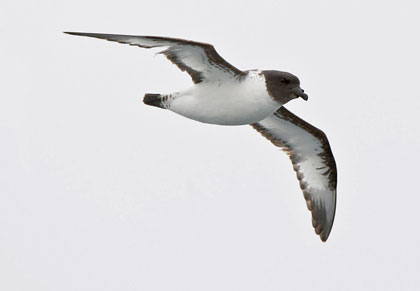 Cape Petrel Photo @ Kiwifoto.com