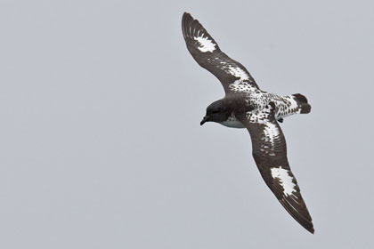 Cape Petrel Picture @ Kiwifoto.com