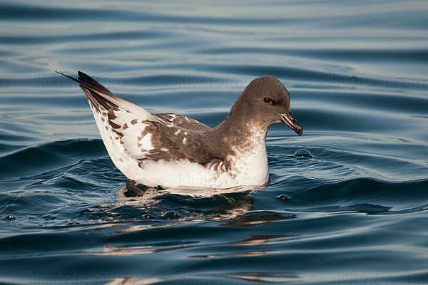 Cape Petrel Picture @ Kiwifoto.com