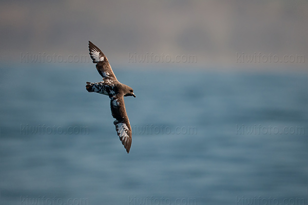 Cape Petrel Picture @ Kiwifoto.com