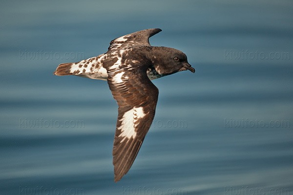 Cape Petrel Picture @ Kiwifoto.com